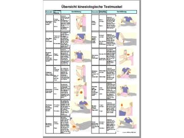 Kinesiologische Testmuskel
