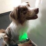 SPL BIAS pro Set Hund