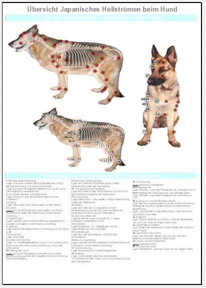 Japanisches Heilströmen Hund