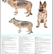 Japanisches Heilströmen Hund